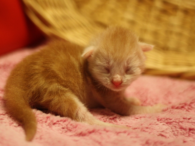 マンチカンの子猫画像