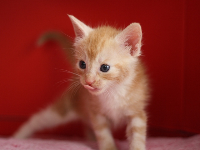 マンチカンの子猫画像