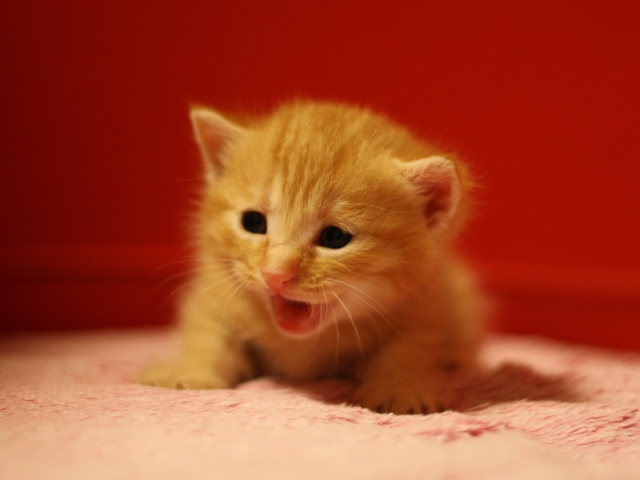 マンチカンの子猫画像