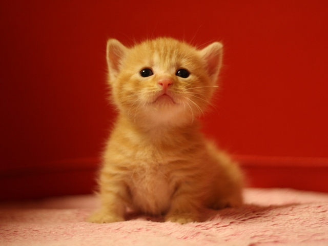 マンチカンの子猫画像