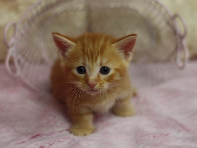 マンチカンの子猫画像