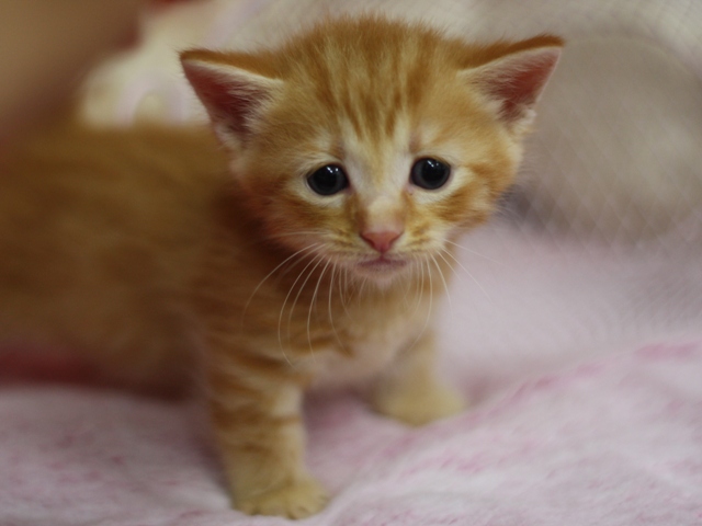 マンチカンの子猫画像