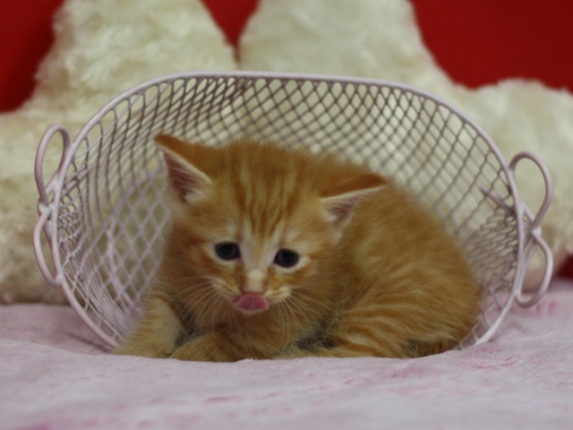 マンチカンの子猫画像