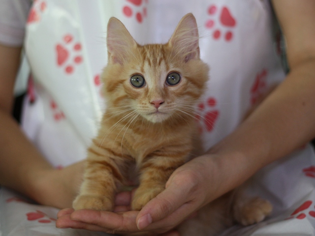 マンチカンの子猫画像