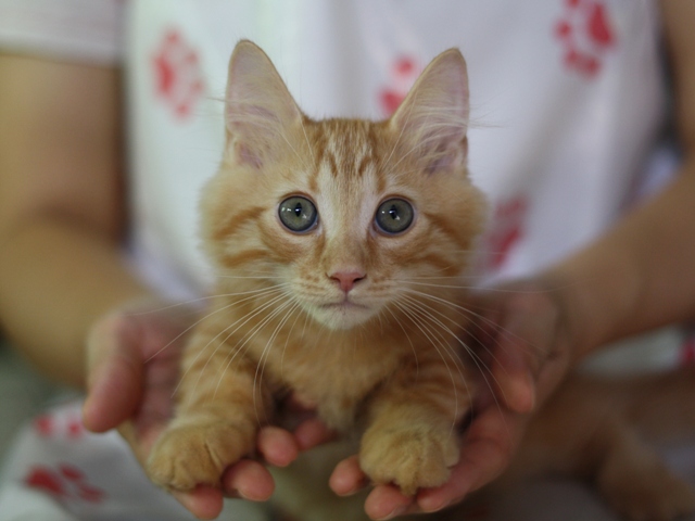 マンチカンの子猫画像