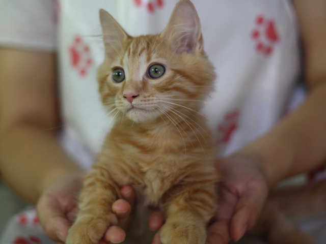 マンチカンの子猫画像