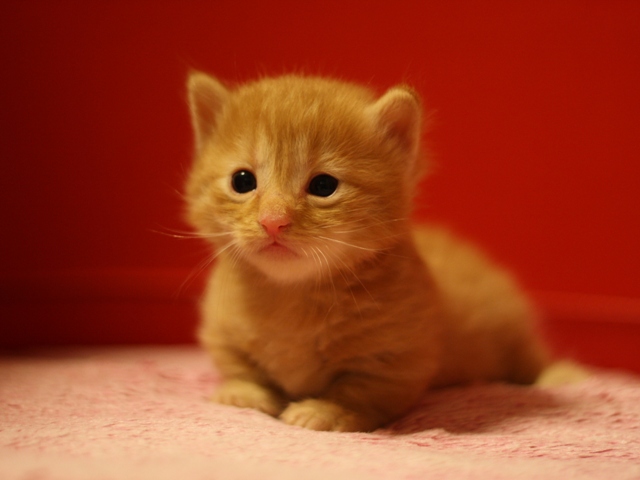 マンチカンの子猫画像