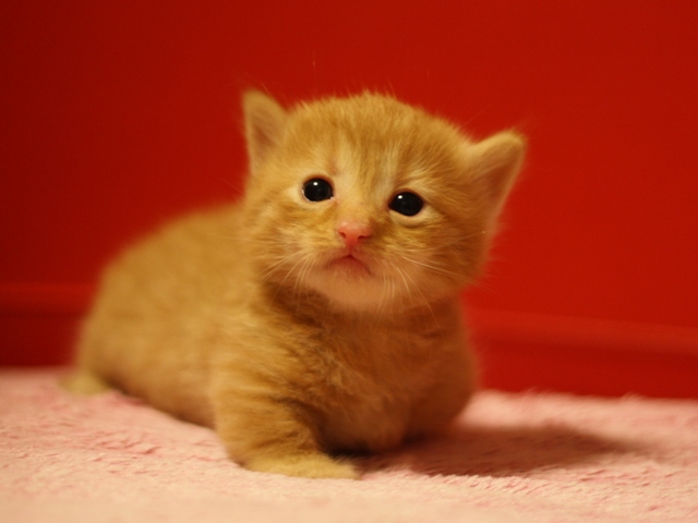 マンチカンの子猫画像