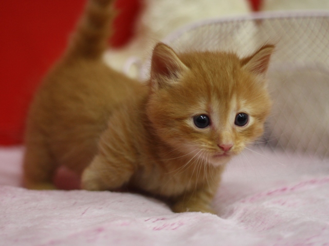 マンチカンの子猫画像