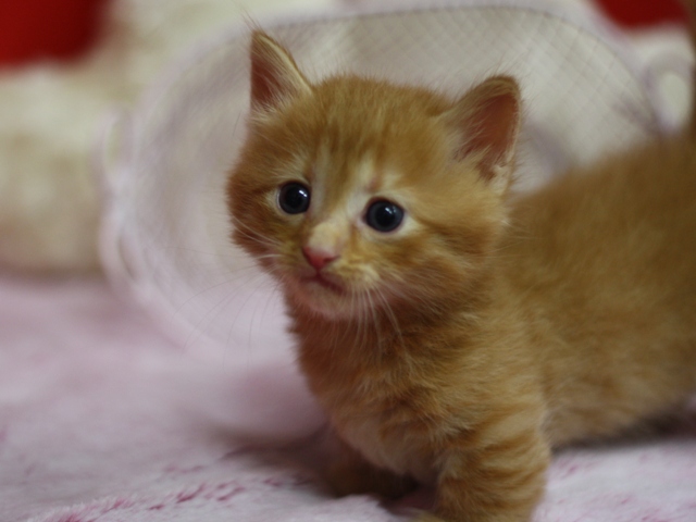 マンチカンの子猫画像