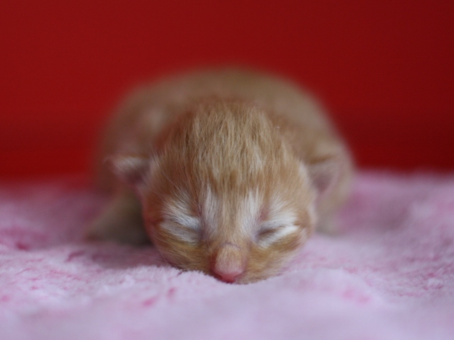 マンチカンの子猫画像