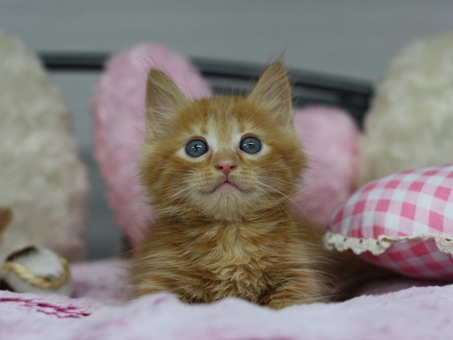 マンチカンの子猫画像