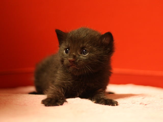 マンチカンの子猫画像