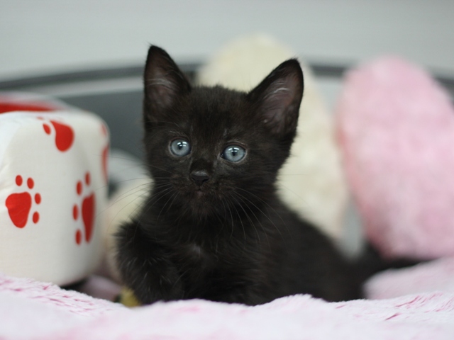 マンチカンの子猫画像