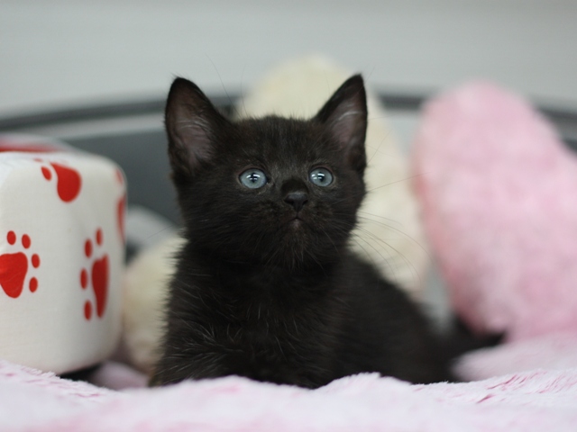 マンチカンの子猫画像