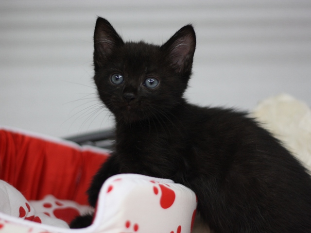 マンチカンの子猫画像