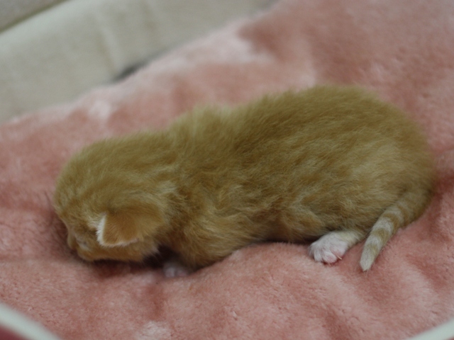 マンチカンの子猫画像