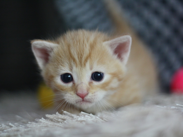 マンチカンの子猫画像