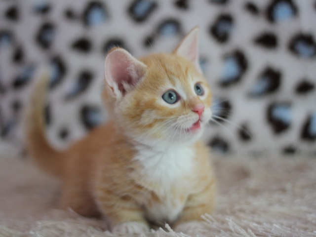 マンチカンの子猫画像