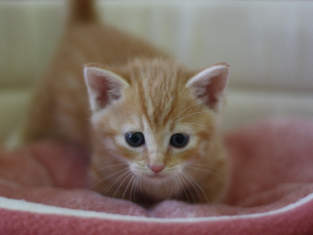 マンチカンの子猫画像