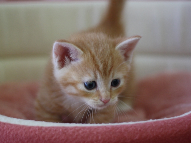 マンチカンの子猫画像