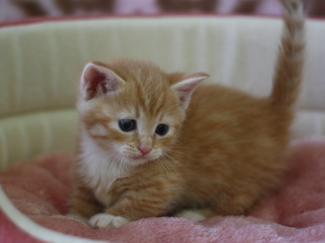 マンチカンの子猫画像