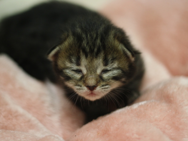 マンチカンの子猫画像