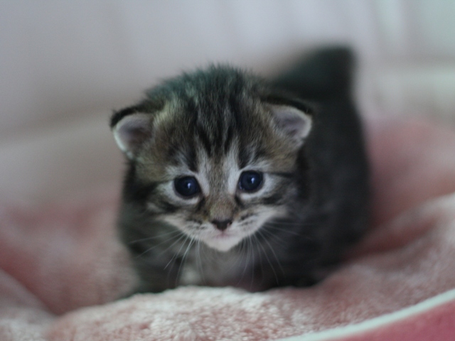 マンチカンの子猫画像