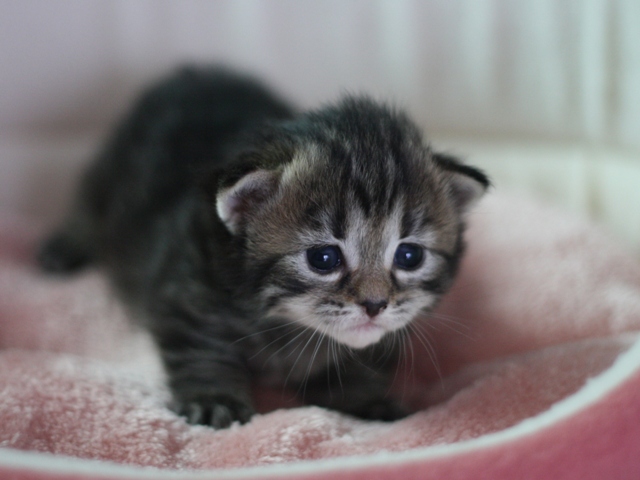 マンチカンの子猫画像