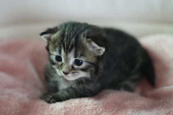 マンチカンの子猫画像