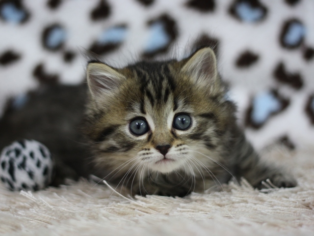 マンチカンの子猫画像