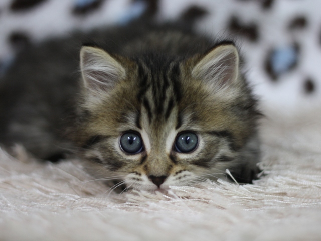 マンチカンの子猫画像