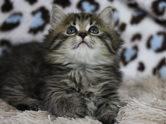 マンチカンの子猫画像