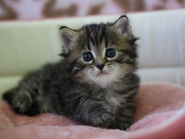 マンチカンの子猫画像