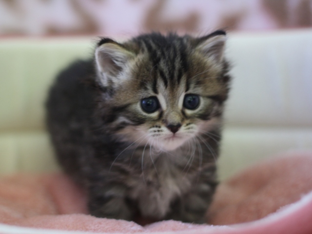 マンチカンの子猫画像