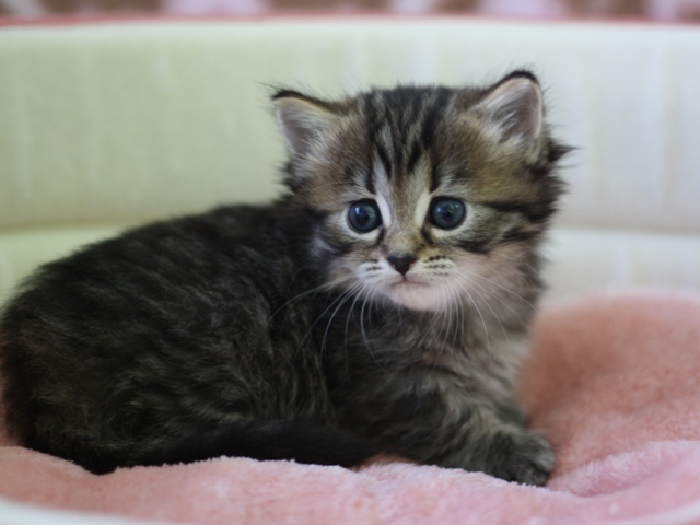 マンチカンの子猫画像