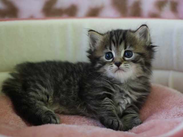 マンチカンの子猫画像