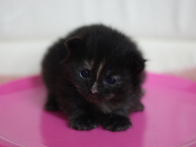 マンチカンの子猫画像