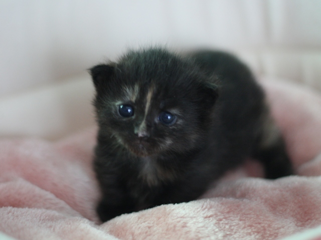 マンチカンの子猫画像