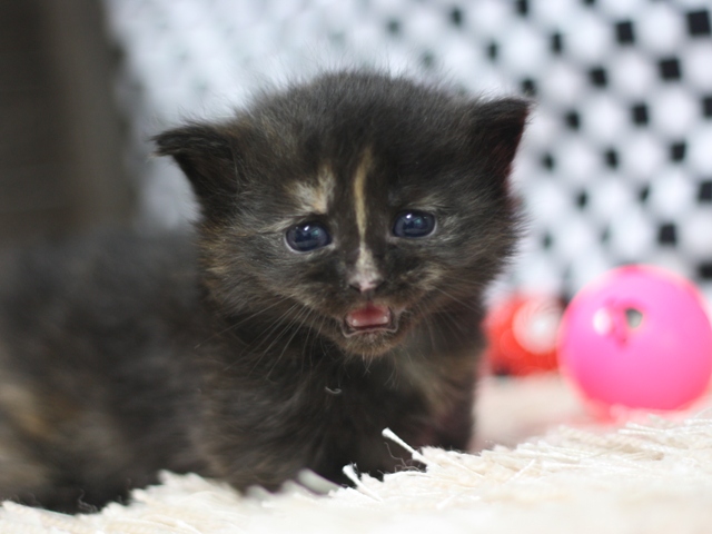 マンチカンの子猫画像