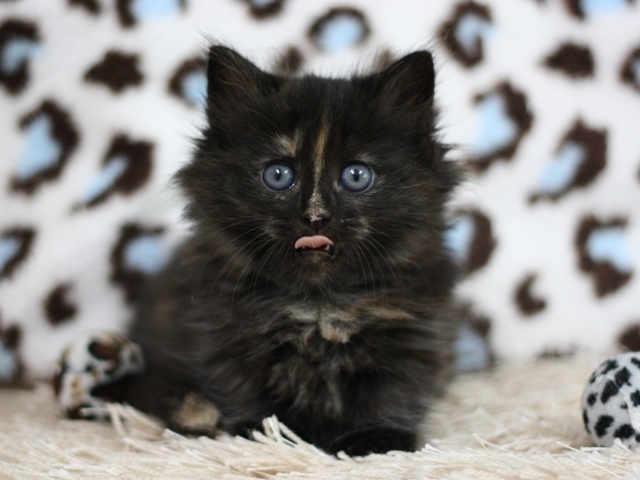 マンチカンの子猫画像