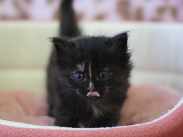 マンチカンの子猫画像