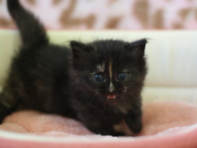 マンチカンの子猫画像