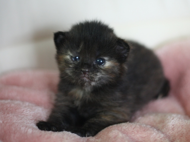 マンチカンの子猫画像