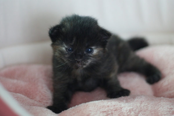 マンチカンの子猫画像