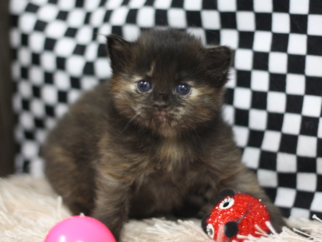 マンチカンの子猫画像