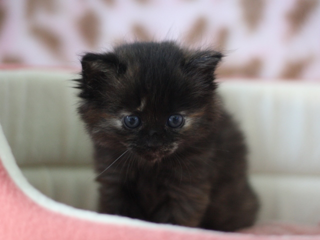 マンチカンの子猫画像