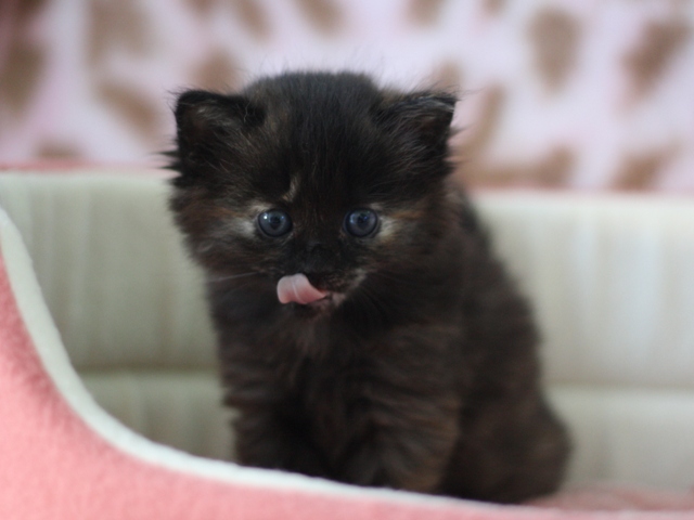 マンチカンの子猫画像