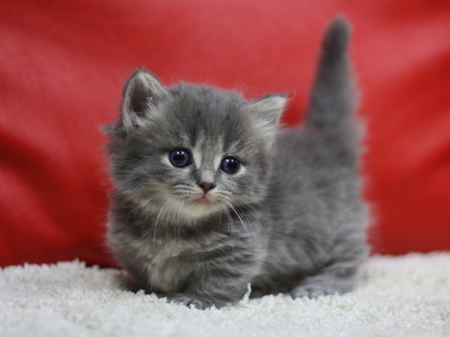 マンチカンの子猫画像