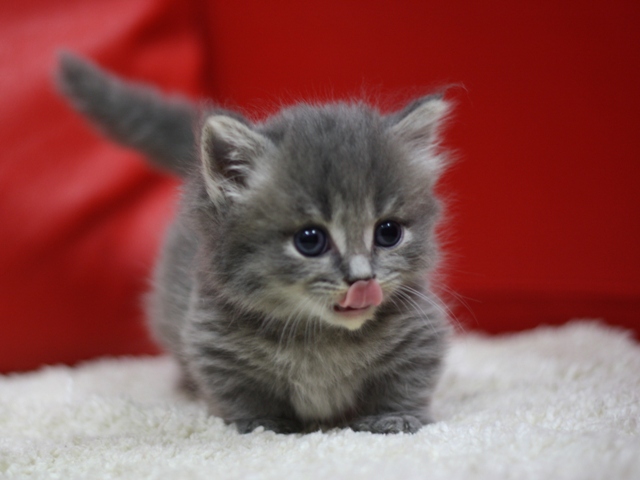 マンチカンの子猫画像